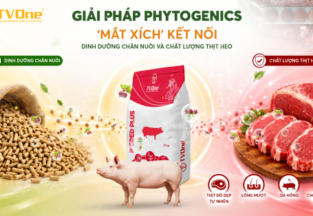 [TC NGƯỜI CHĂN NUÔI] Giải pháp Phytogenics: “Mắt xích” kết nối dinh dưỡng chăn nuôi và chất lượng thịt heo